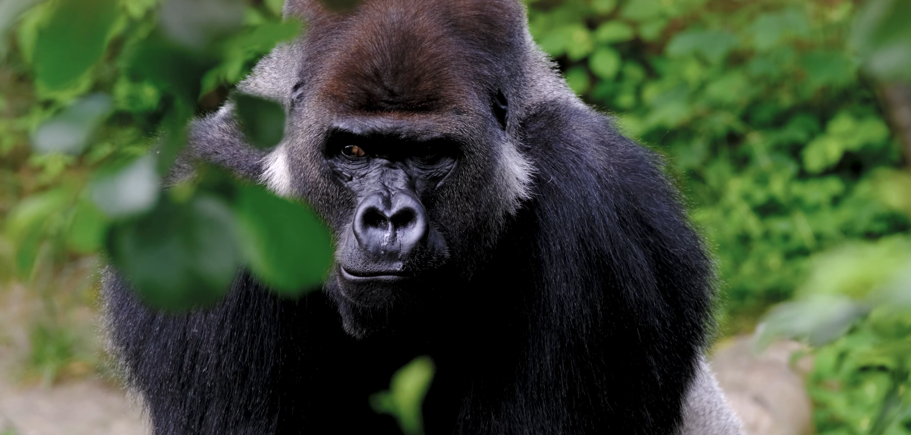 This is a gorilla